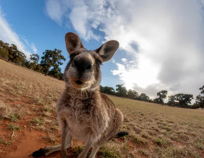 Close Up Portrait Of A Curious Kangaroo