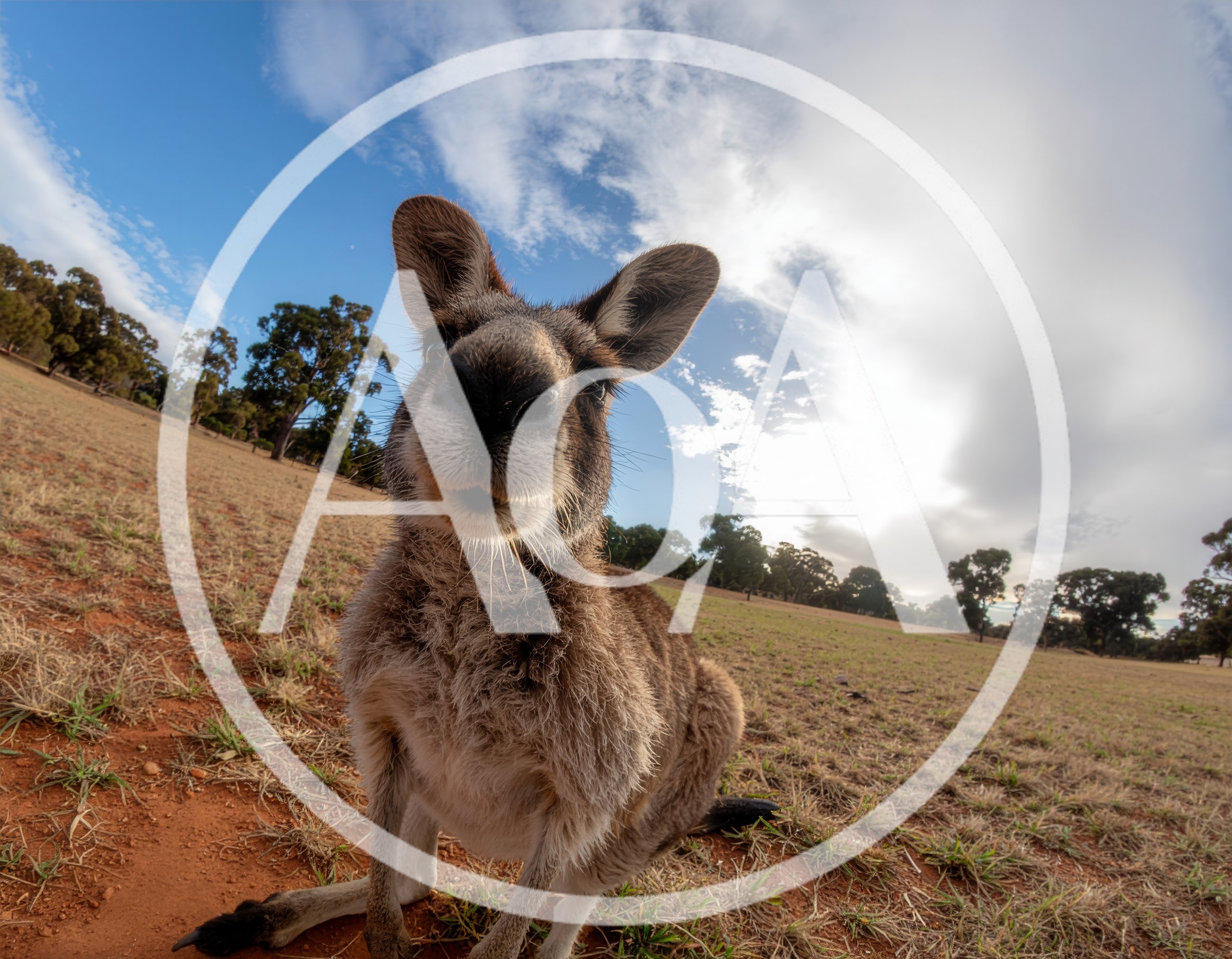 Close Up Portrait Of A Curious Kangaroo