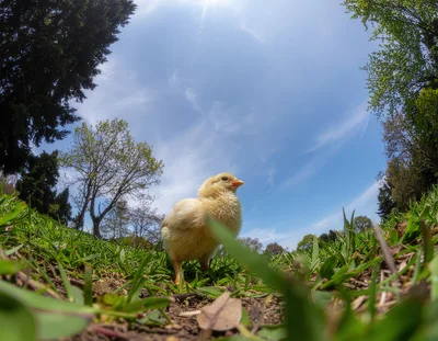 A Cute Yellow Chick Standing In A Grassy Field