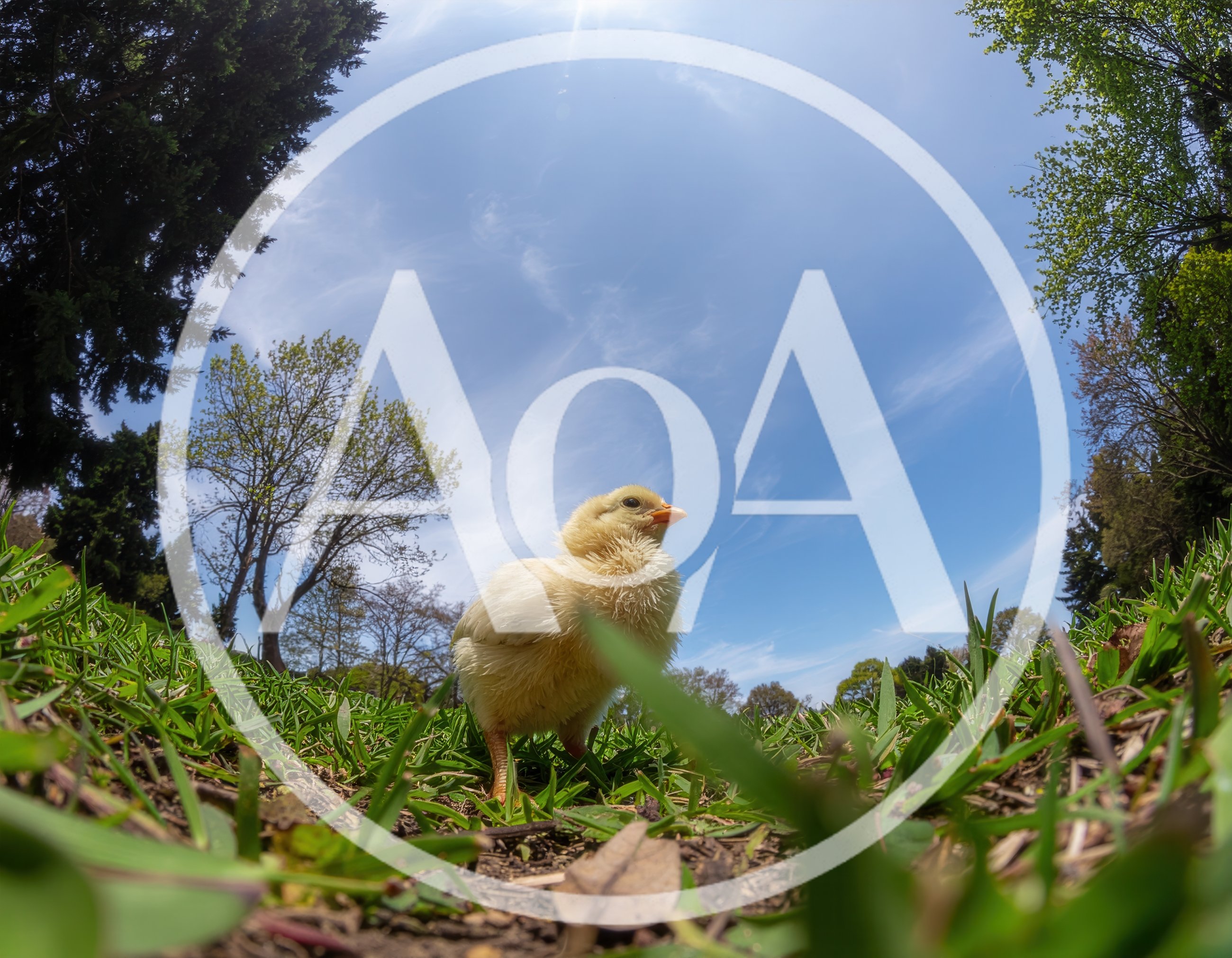 A Cute Yellow Chick Standing In A Grassy Field