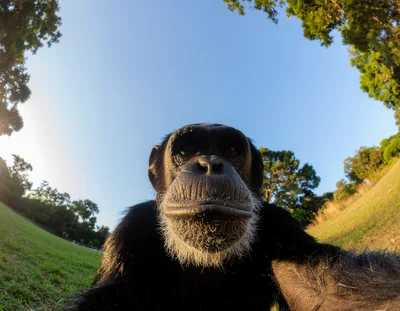 Chimpanzee Taking A Selfie In A Lush Park