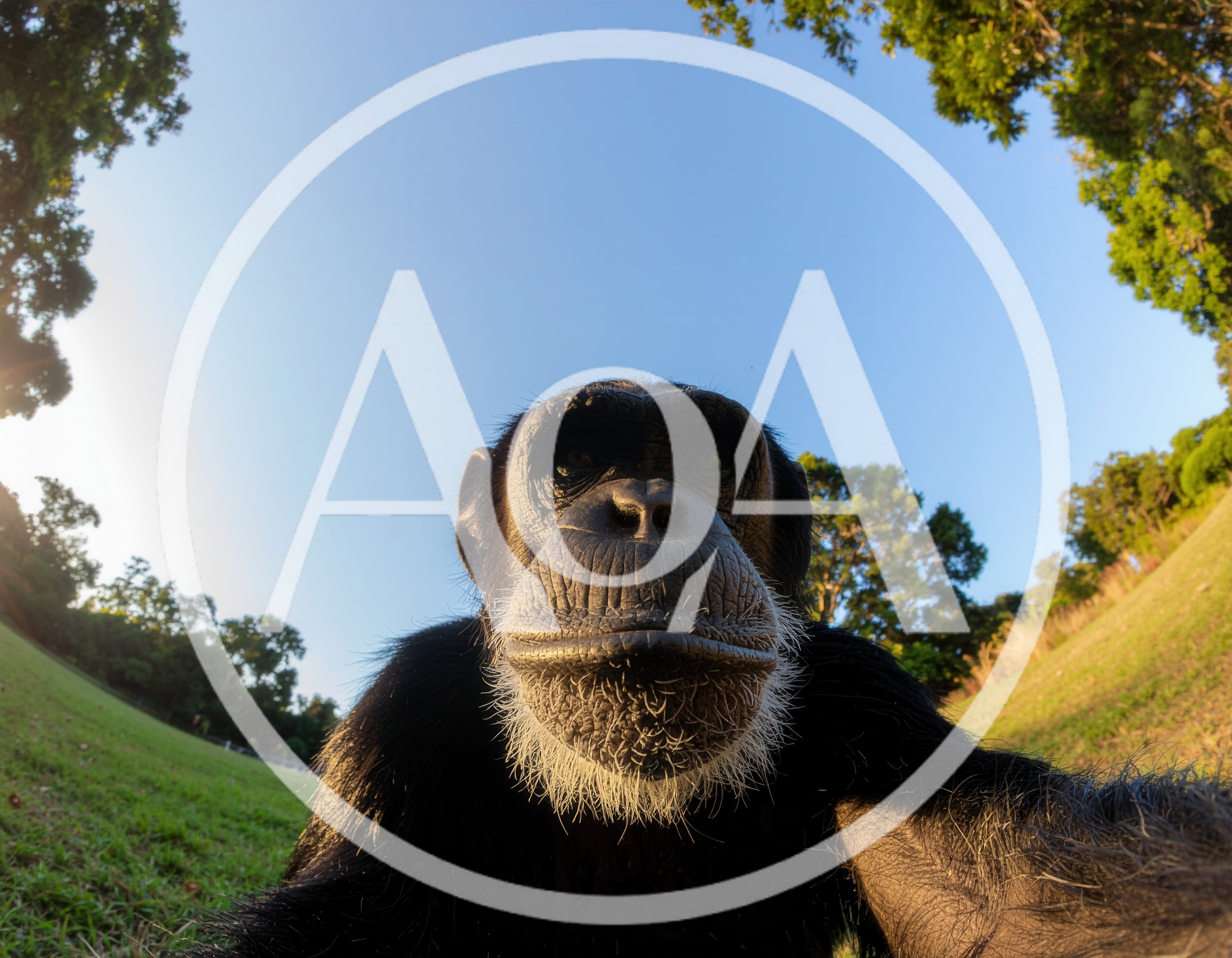 Chimpanzee Taking A Selfie In A Lush Park