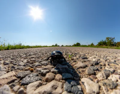 Dung Beetle Walking Across A Gravel Road