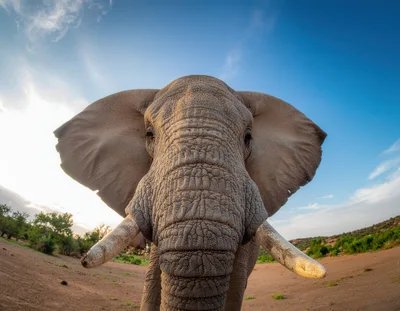 Close Up Portrait Of An African Elephant