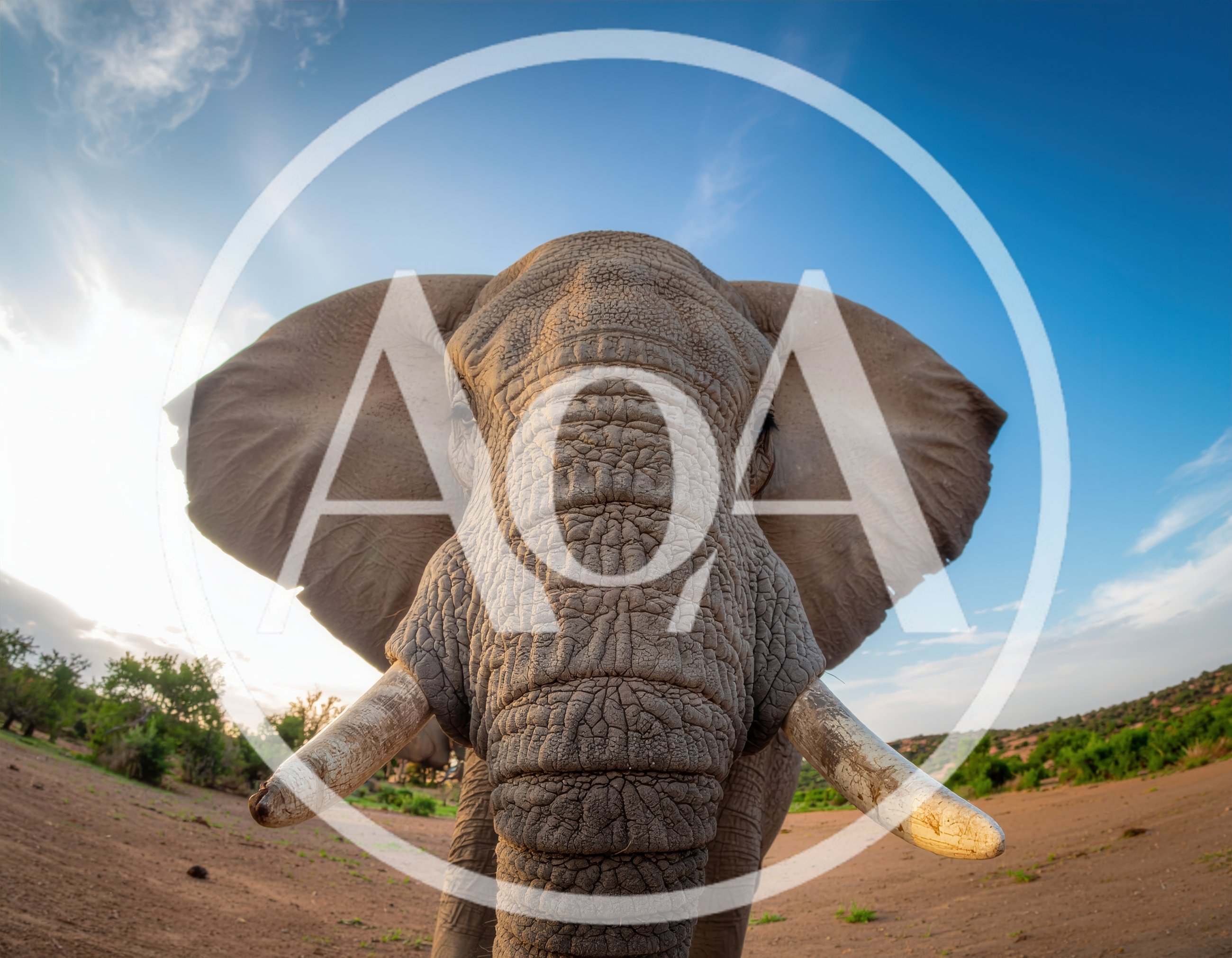 Close Up Portrait Of An African Elephant