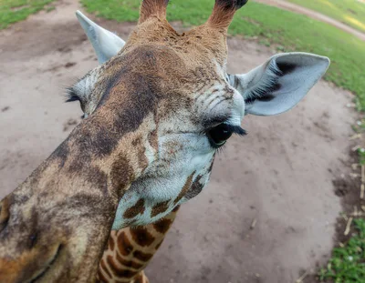 Close Up Portrait Of A Curious Giraffe