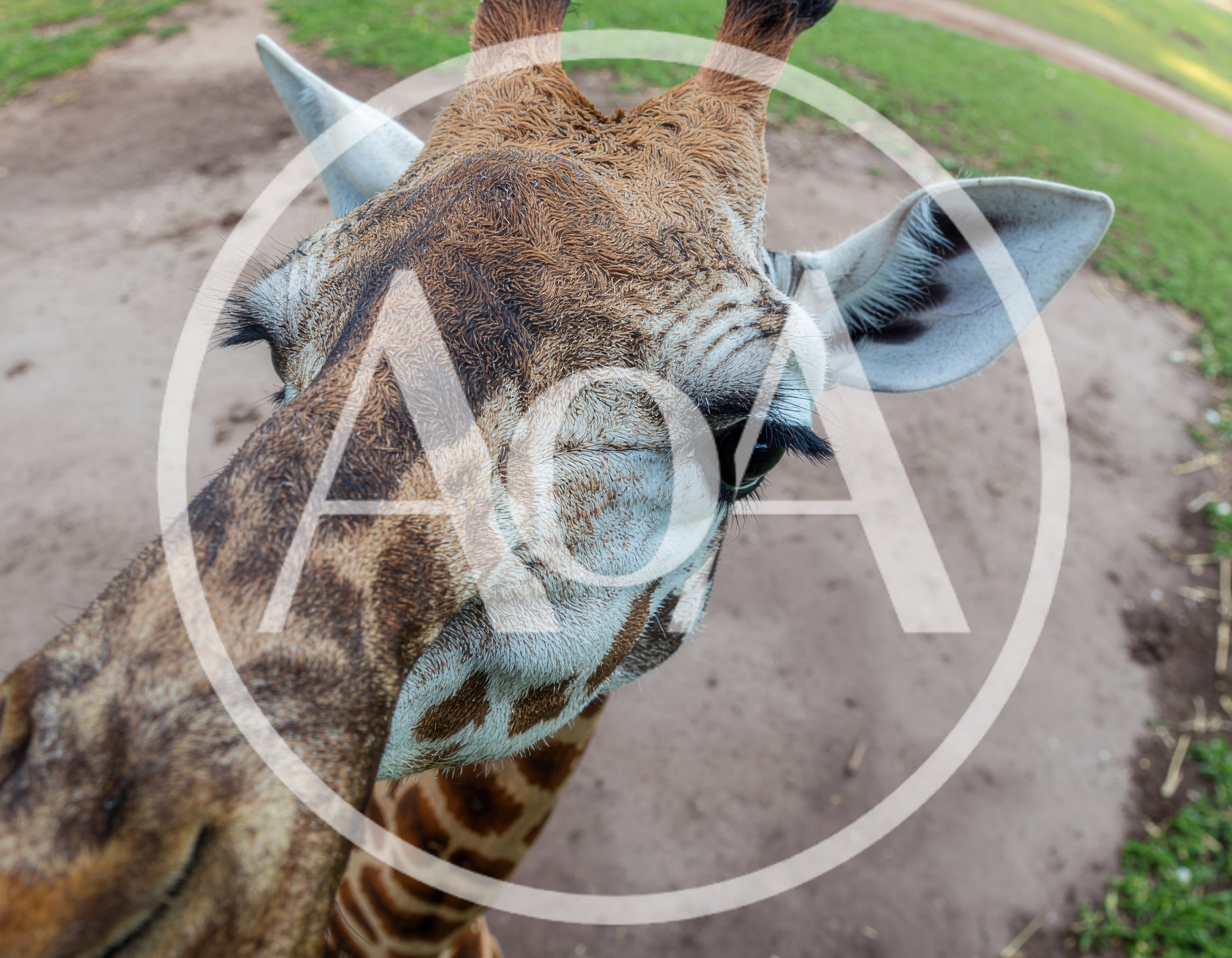 Close Up Portrait Of A Curious Giraffe
