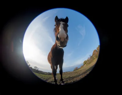 Horse Looking Into Fisheye Lens In A Field