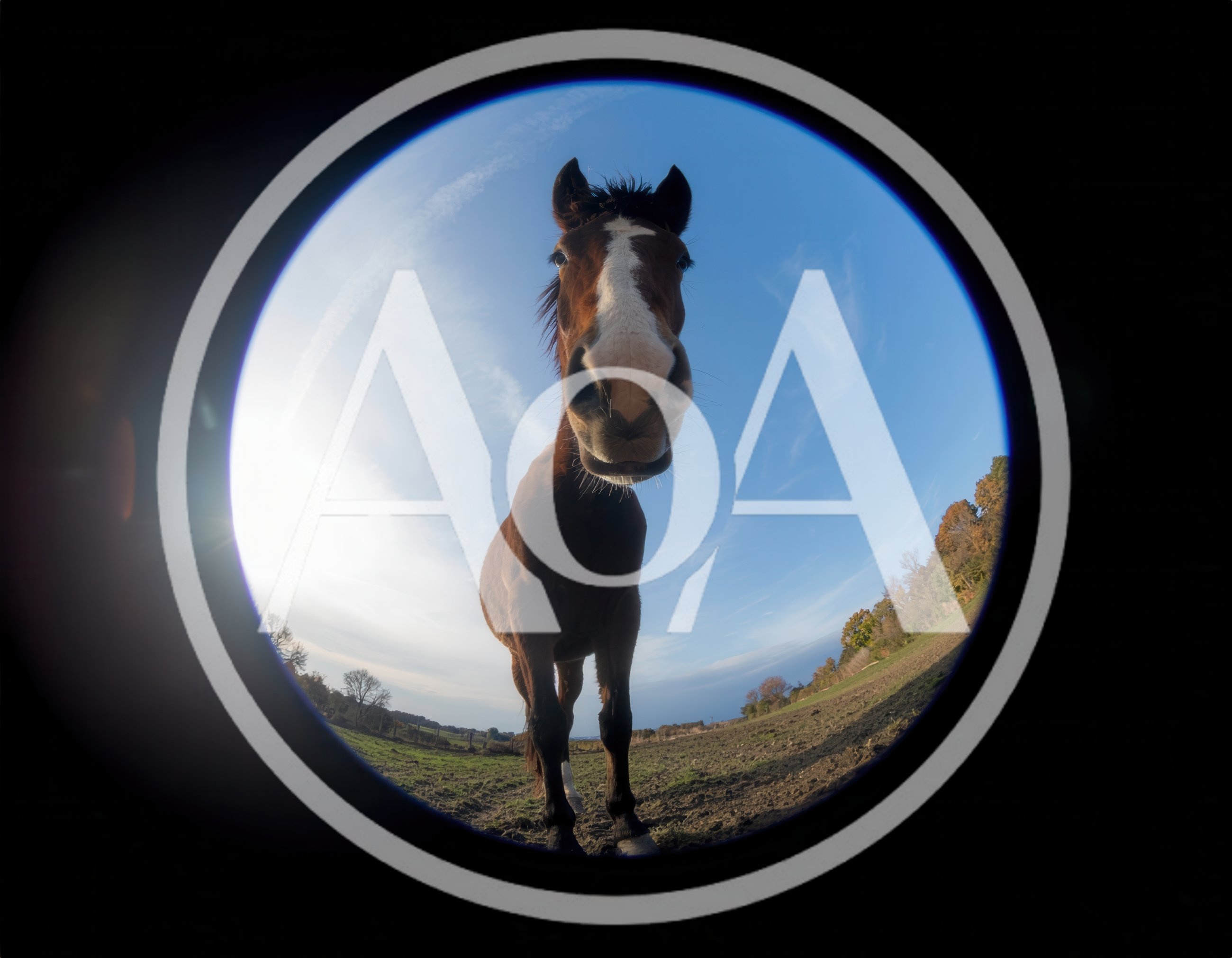 Horse Looking Into Fisheye Lens In A Field