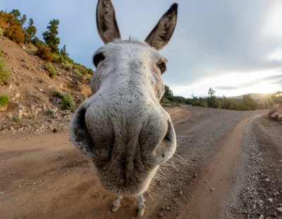 Close Up Portrait Of A Donkey On A Dirt Road