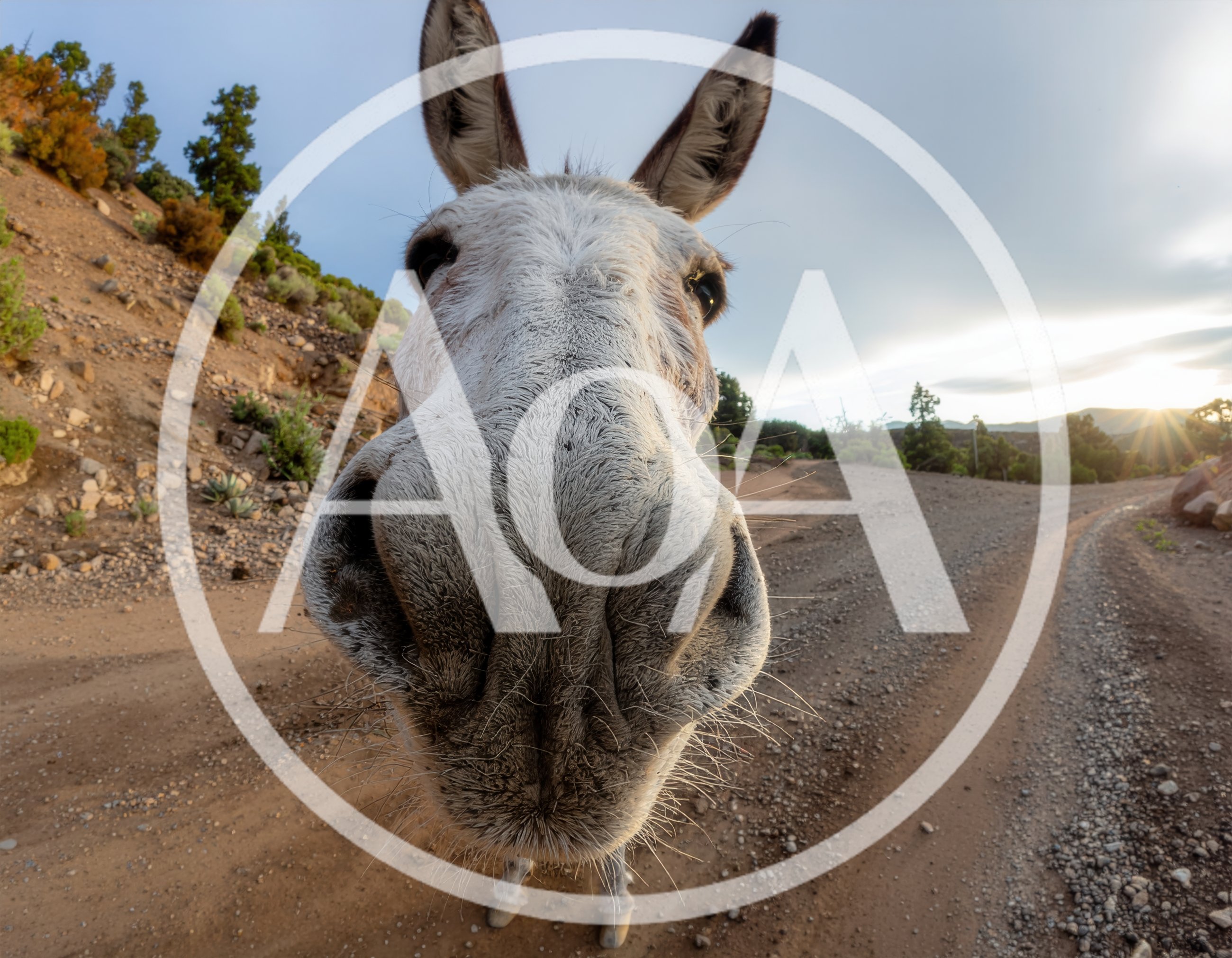 Close Up Portrait Of A Donkey On A Dirt Road