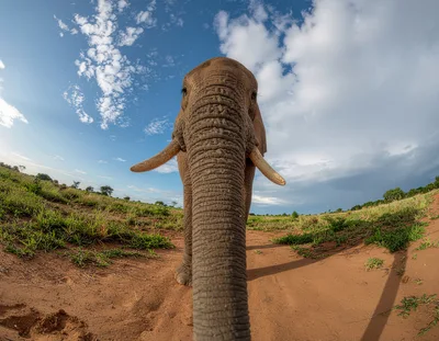 African Elephant Close Up With Trunk Extended
