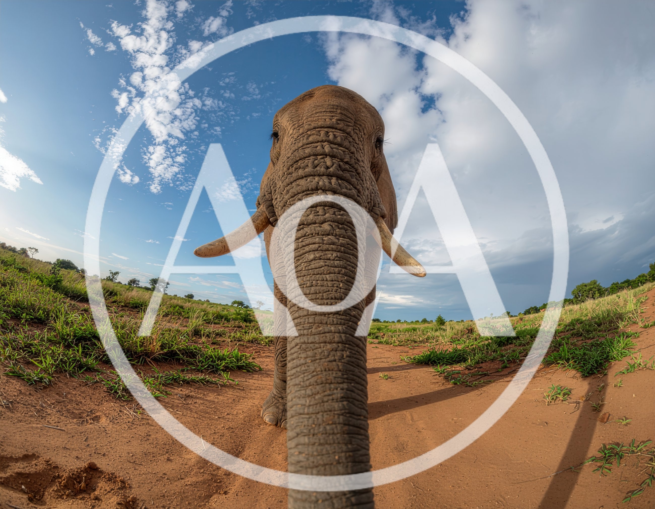 African Elephant Close Up With Trunk Extended