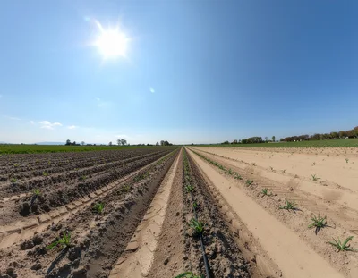 Young Corn Crops Growing In Parallel Farm Rows