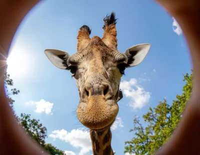 Close Up Portrait Of A Curious Giraffe