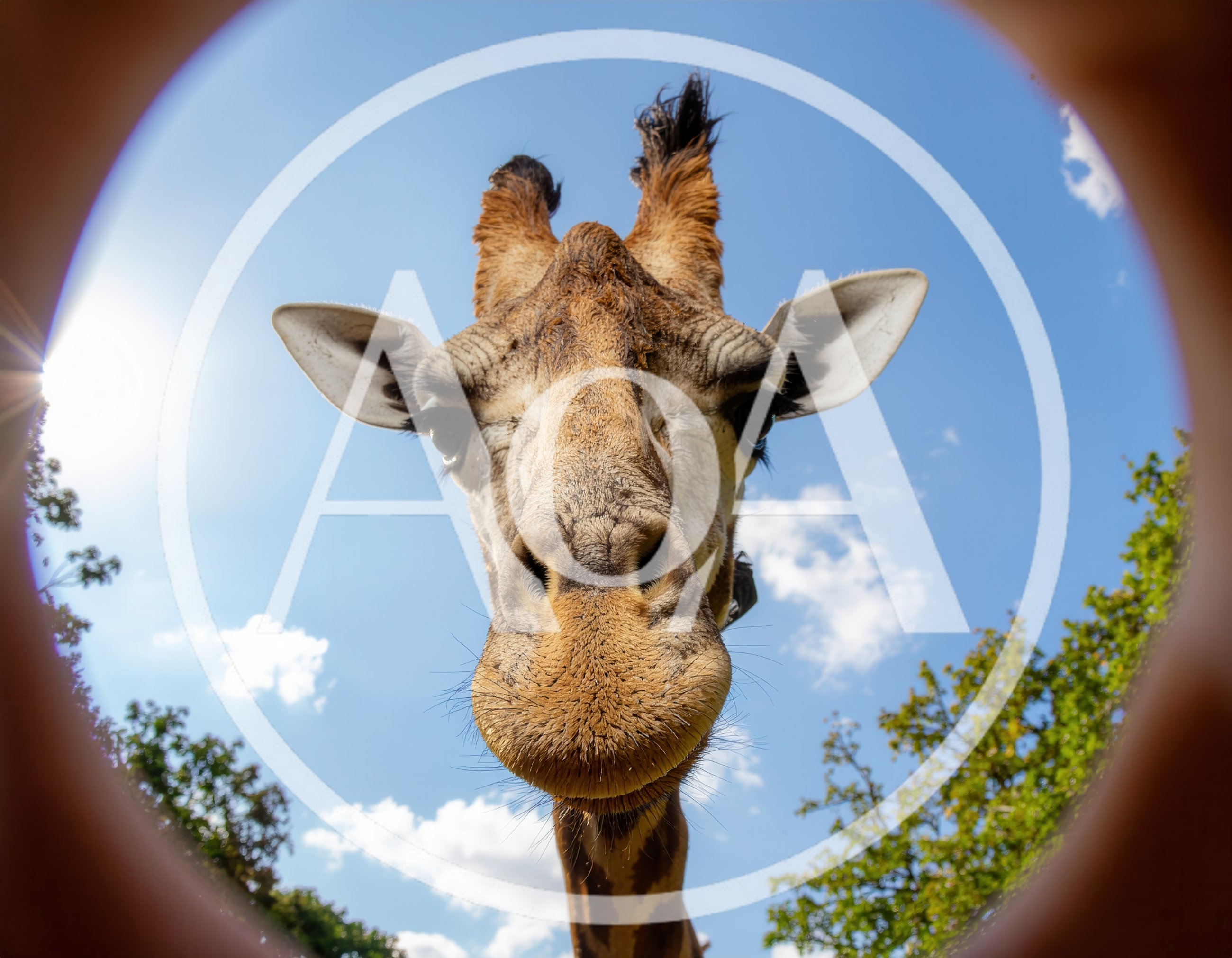 Close Up Portrait Of A Curious Giraffe