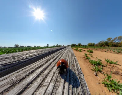 Ladybug Crawling Along A Weathered Wooden Plank