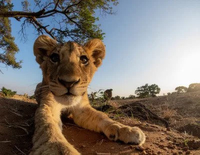 Close Up Portrait Of A Young Lion Cub