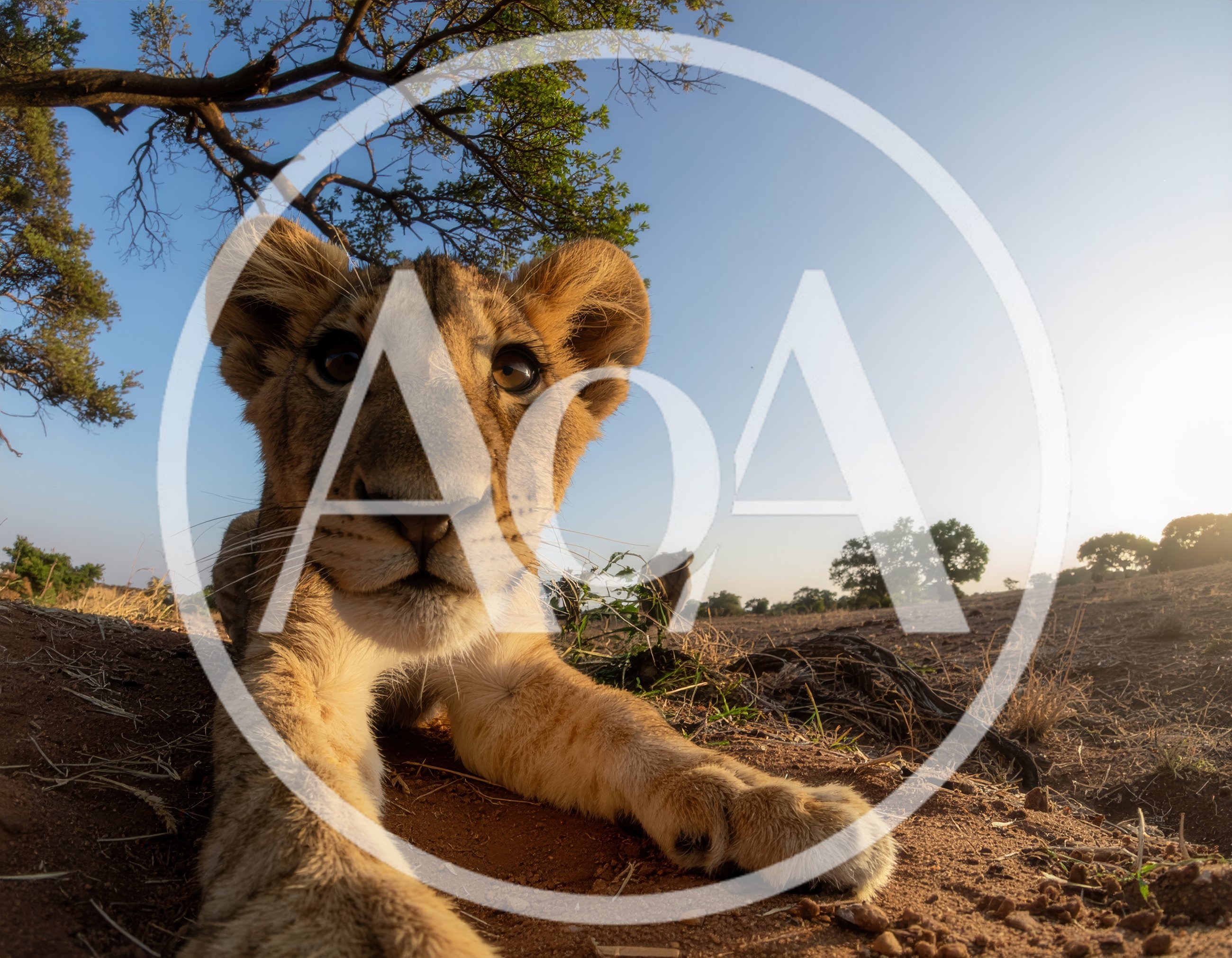 Close Up Portrait Of A Young Lion Cub