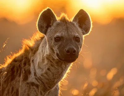 Spotted Hyena Portrait During Golden Hour