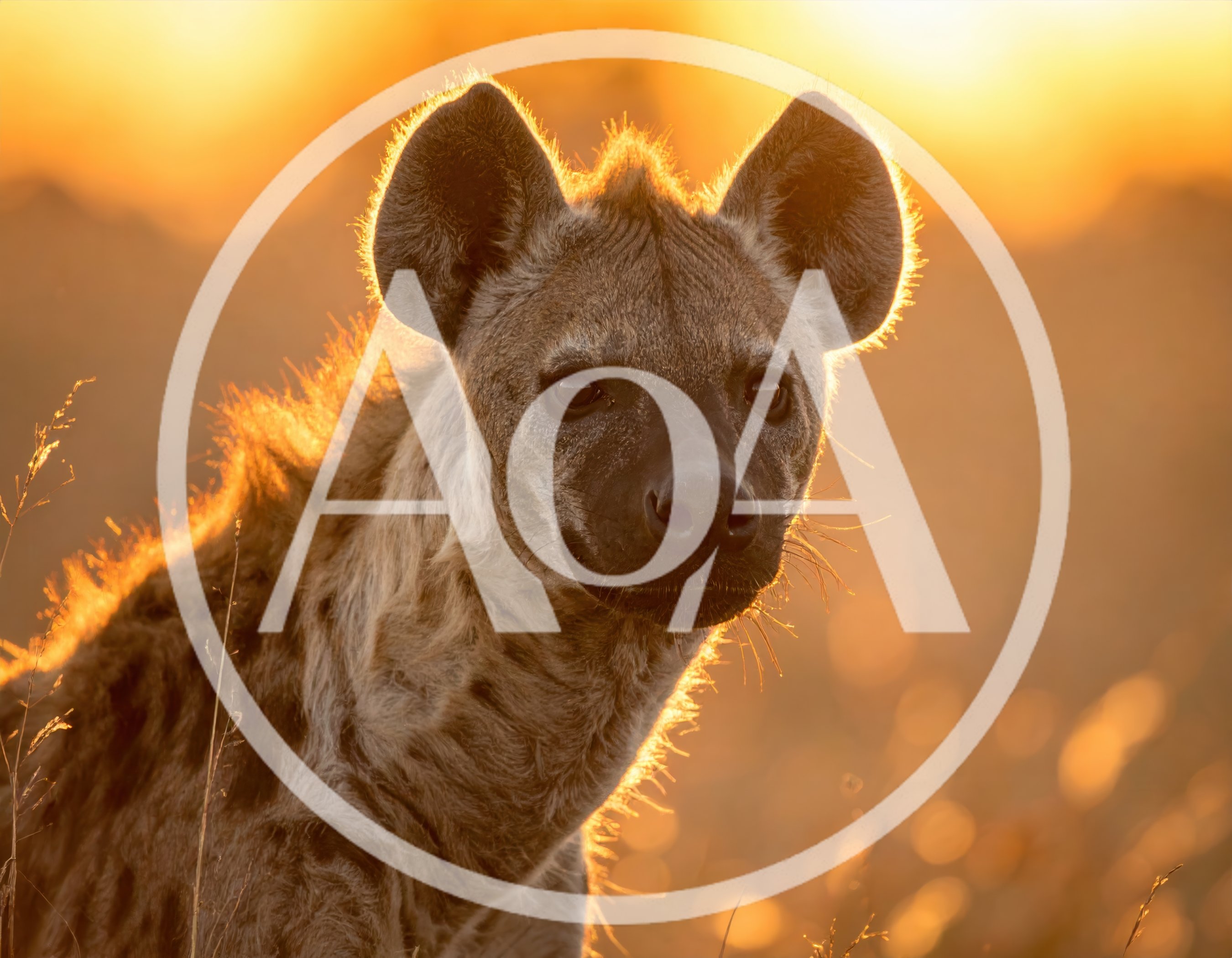 Spotted Hyena Portrait During Golden Hour