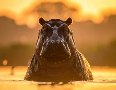 Hippopotamus Emerging From Water At Sunset