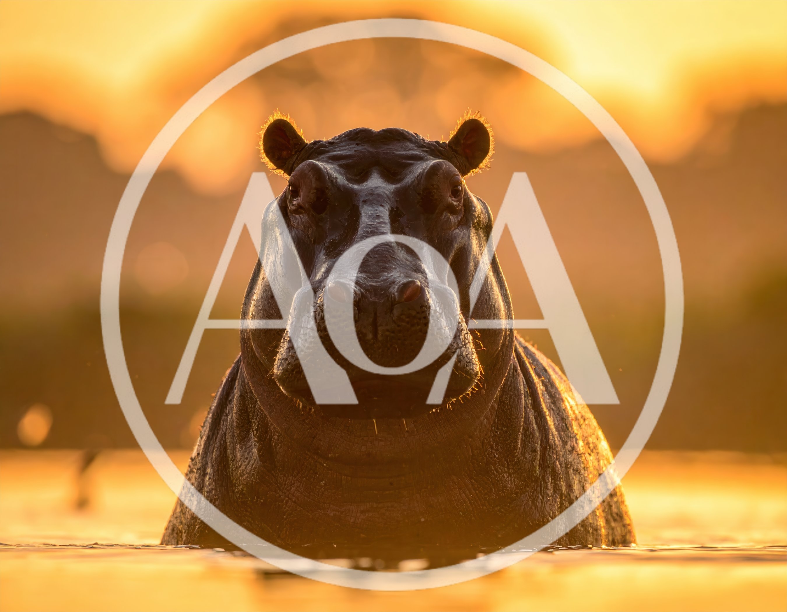 Hippopotamus Emerging From Water At Sunset