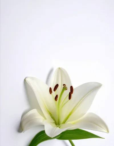 Single White Lily Flower on White Background