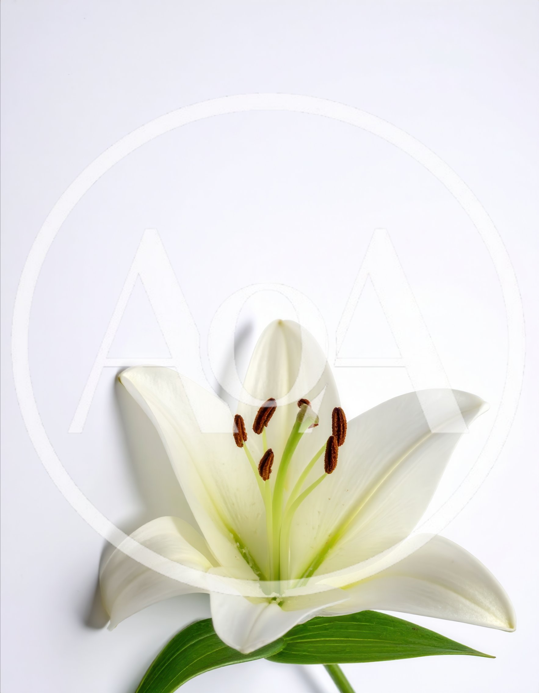 Single White Lily Flower on White Background