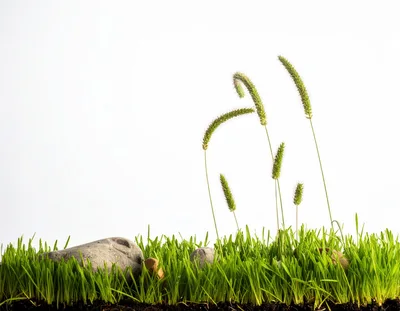Green Grass With Stones And Seed Heads