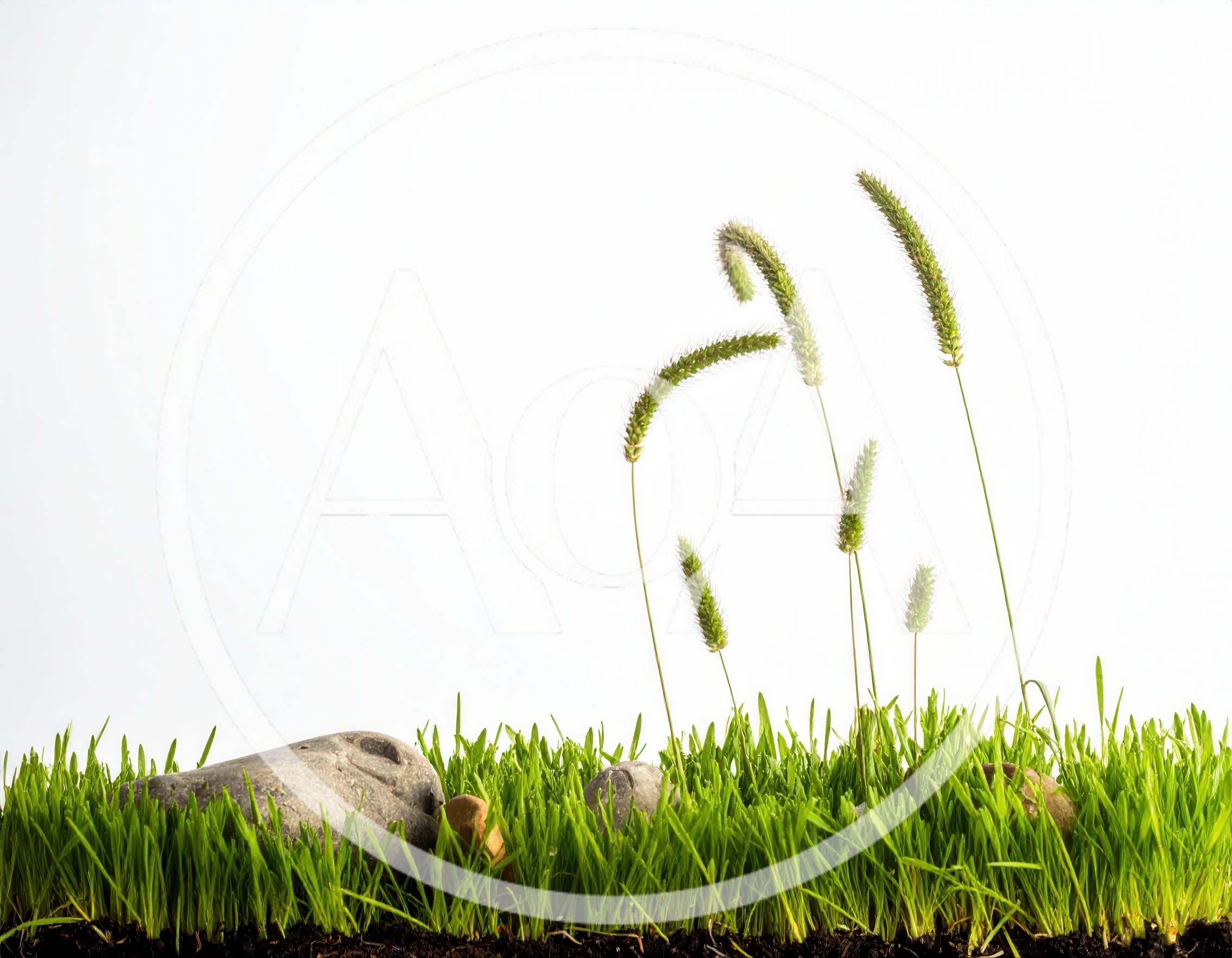 Green Grass With Stones And Seed Heads