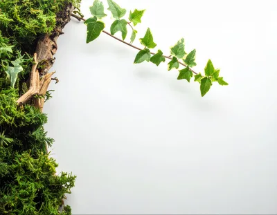 Ivy Vine And Moss Border On White Background