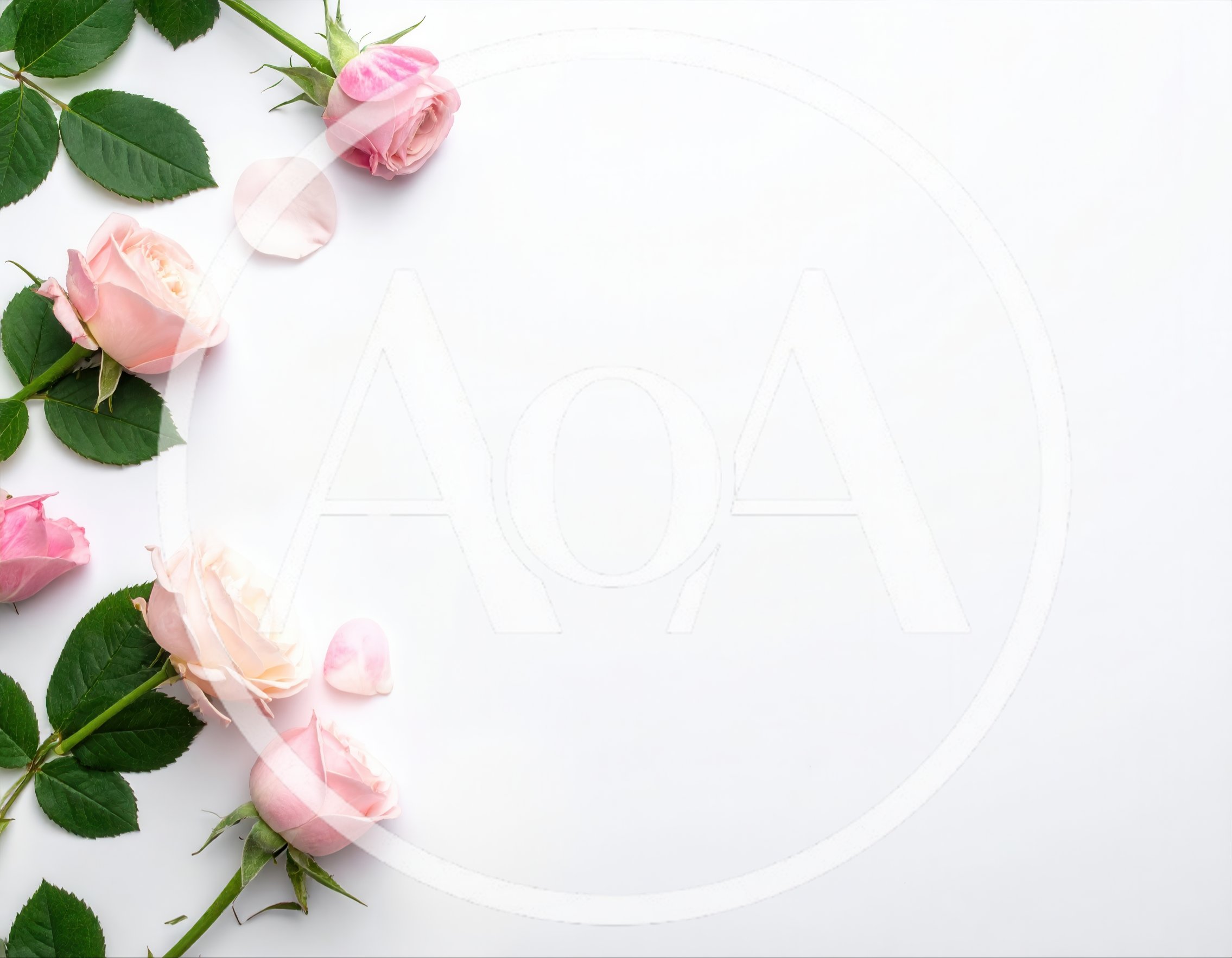Pink Roses Arranged on White Background