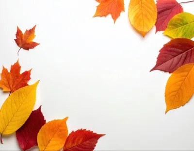 Autumn Leaves Border Frame on White Background