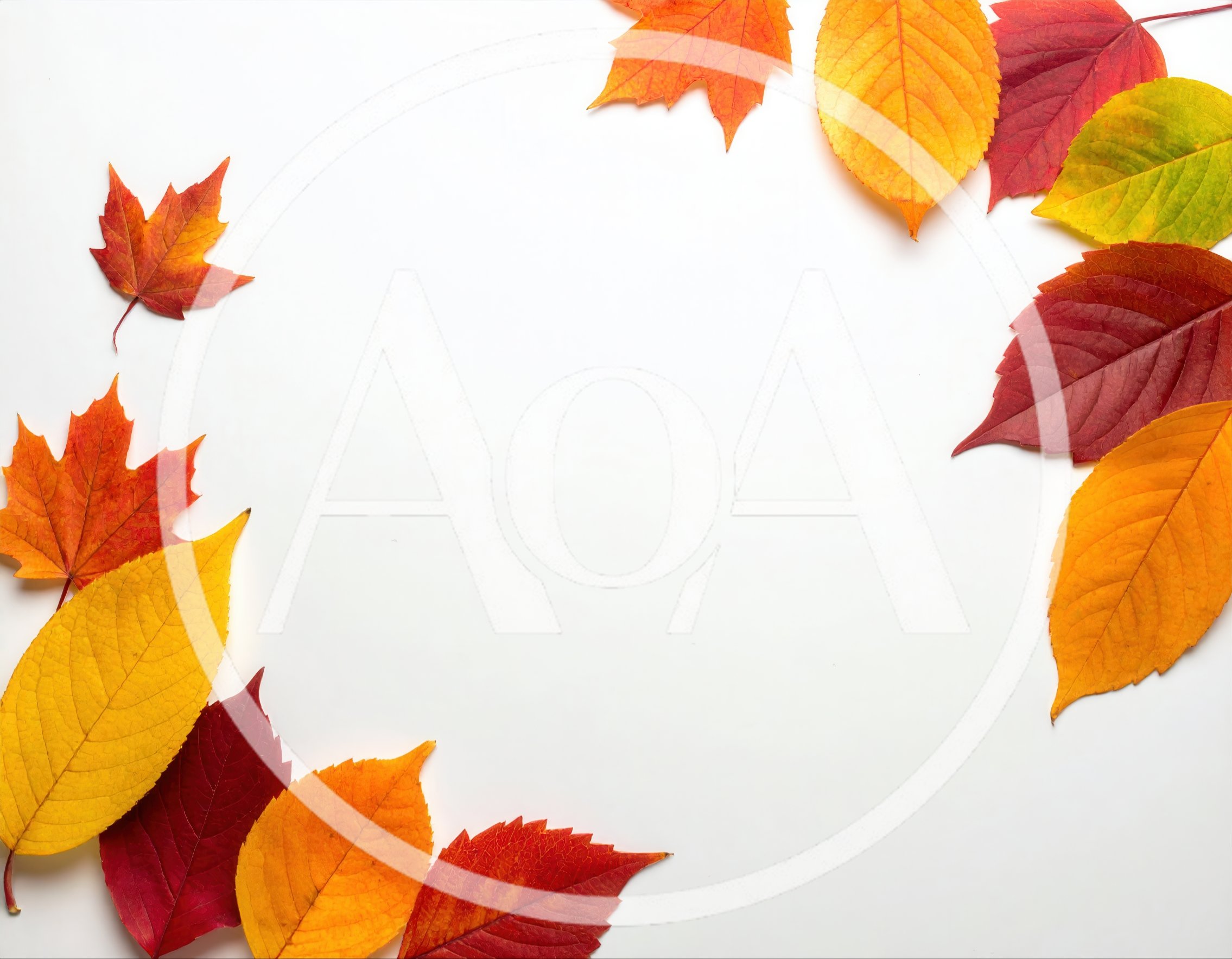 Autumn Leaves Border Frame on White Background