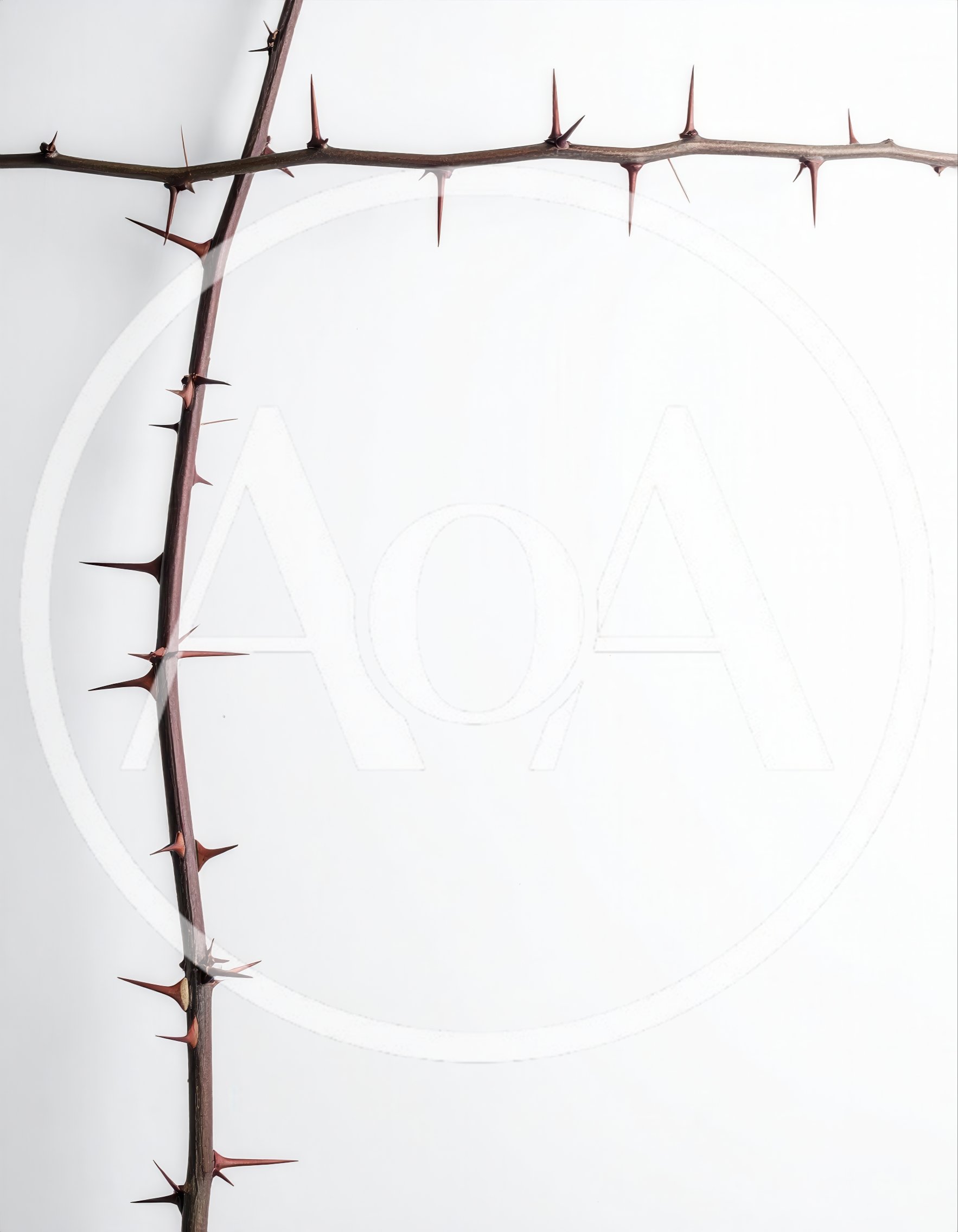 Two Thorny Branches Forming A Corner Frame