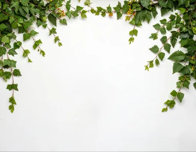 Green Ivy Vines Bordering A White Textured Background