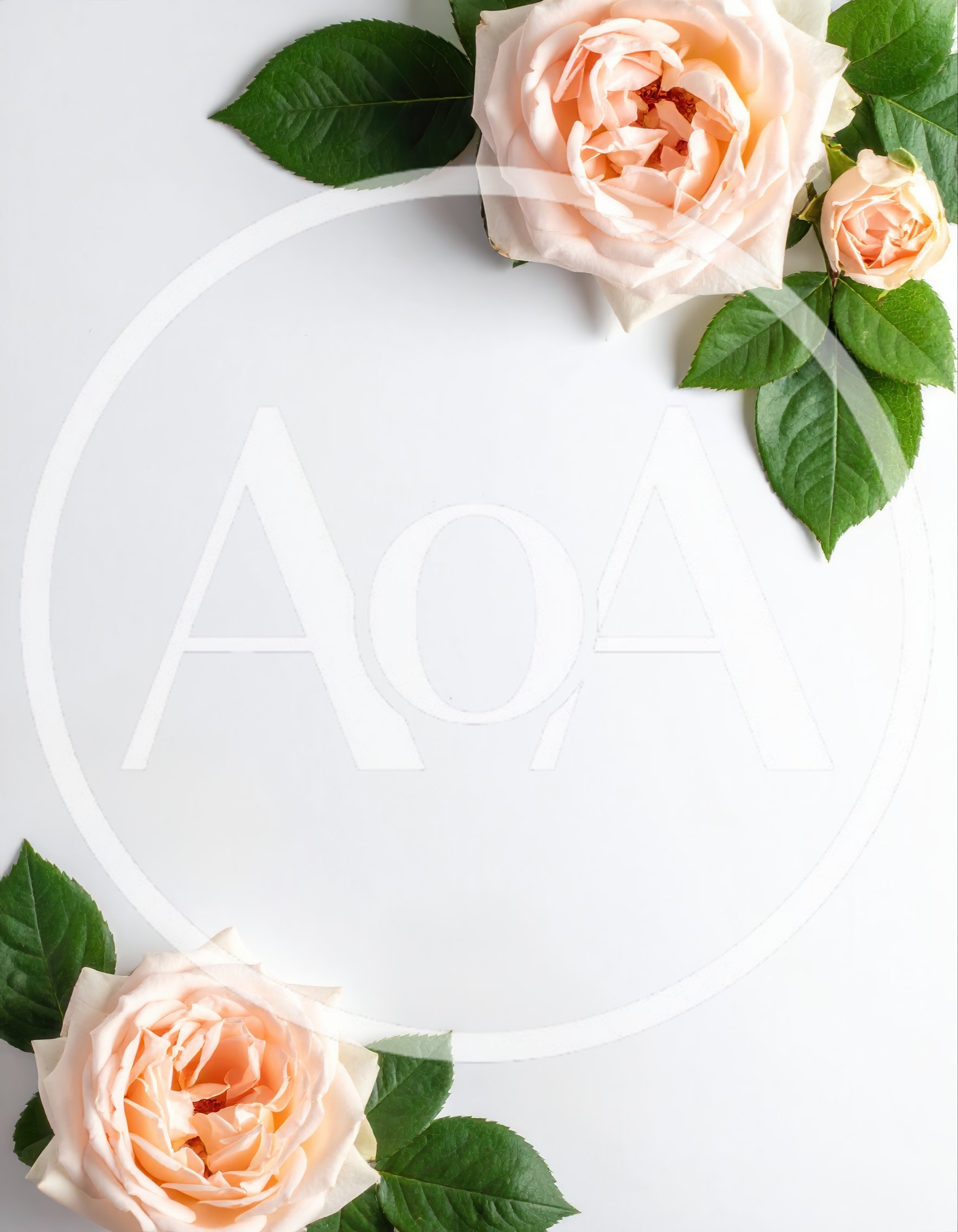 Peach Roses With Green Leaves On White Background