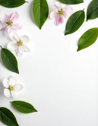 Apple Blossom Flowers and Green Leaves on White Background