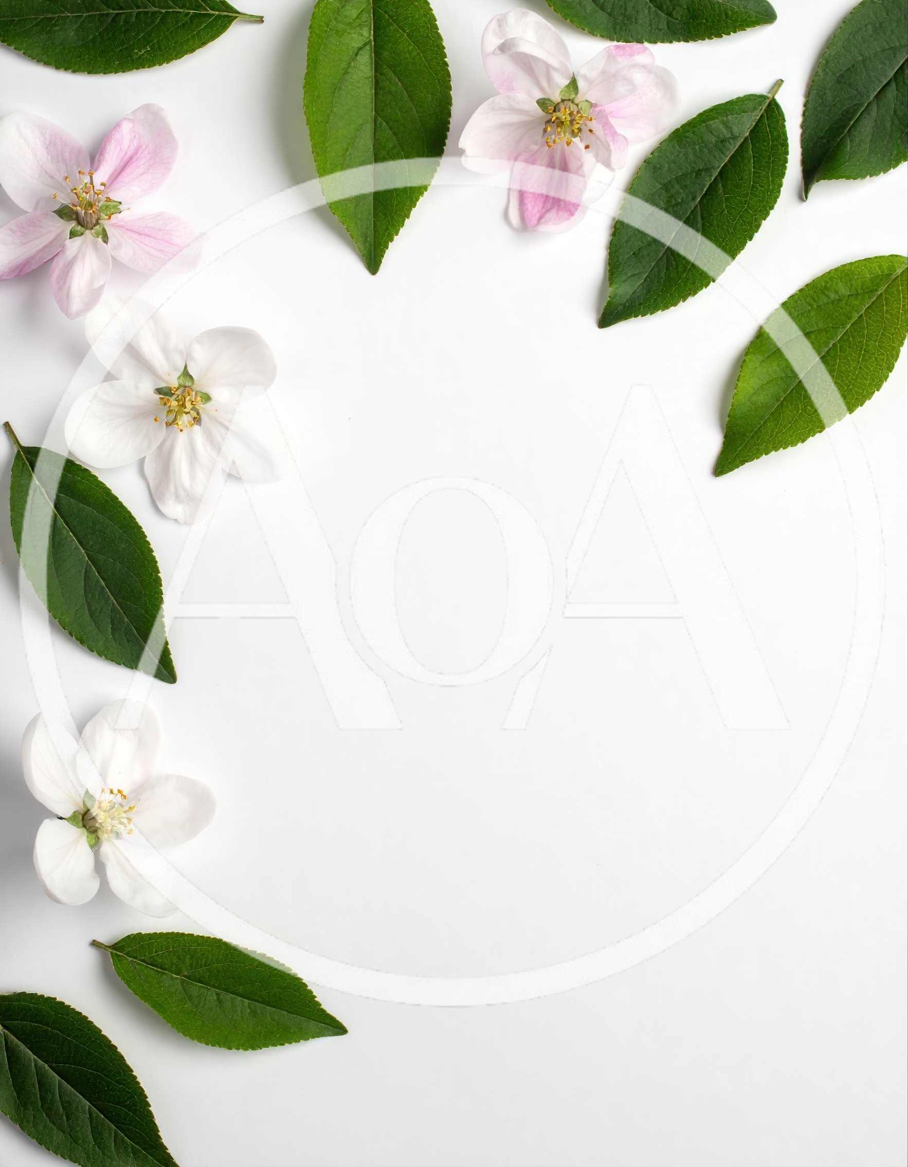 Apple Blossom Flowers and Green Leaves on White Background