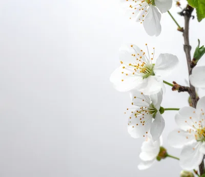 White Cherry Blossom Flowers on Branch