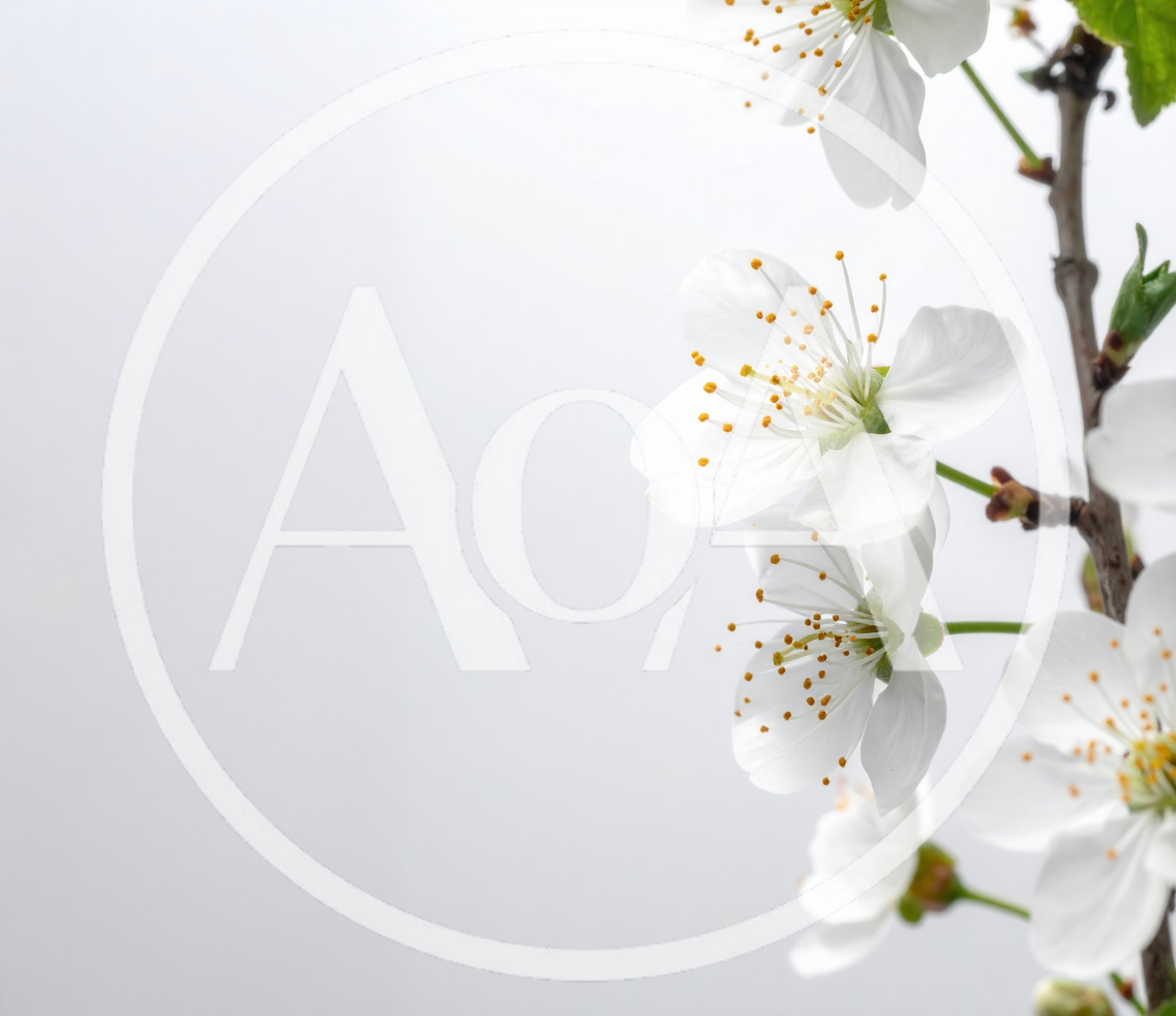 White Cherry Blossom Flowers on Branch