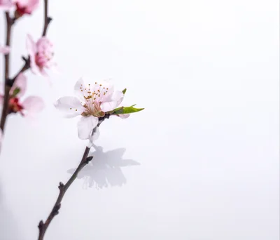 Delicate Pink Peach Blossom Branch on White Background