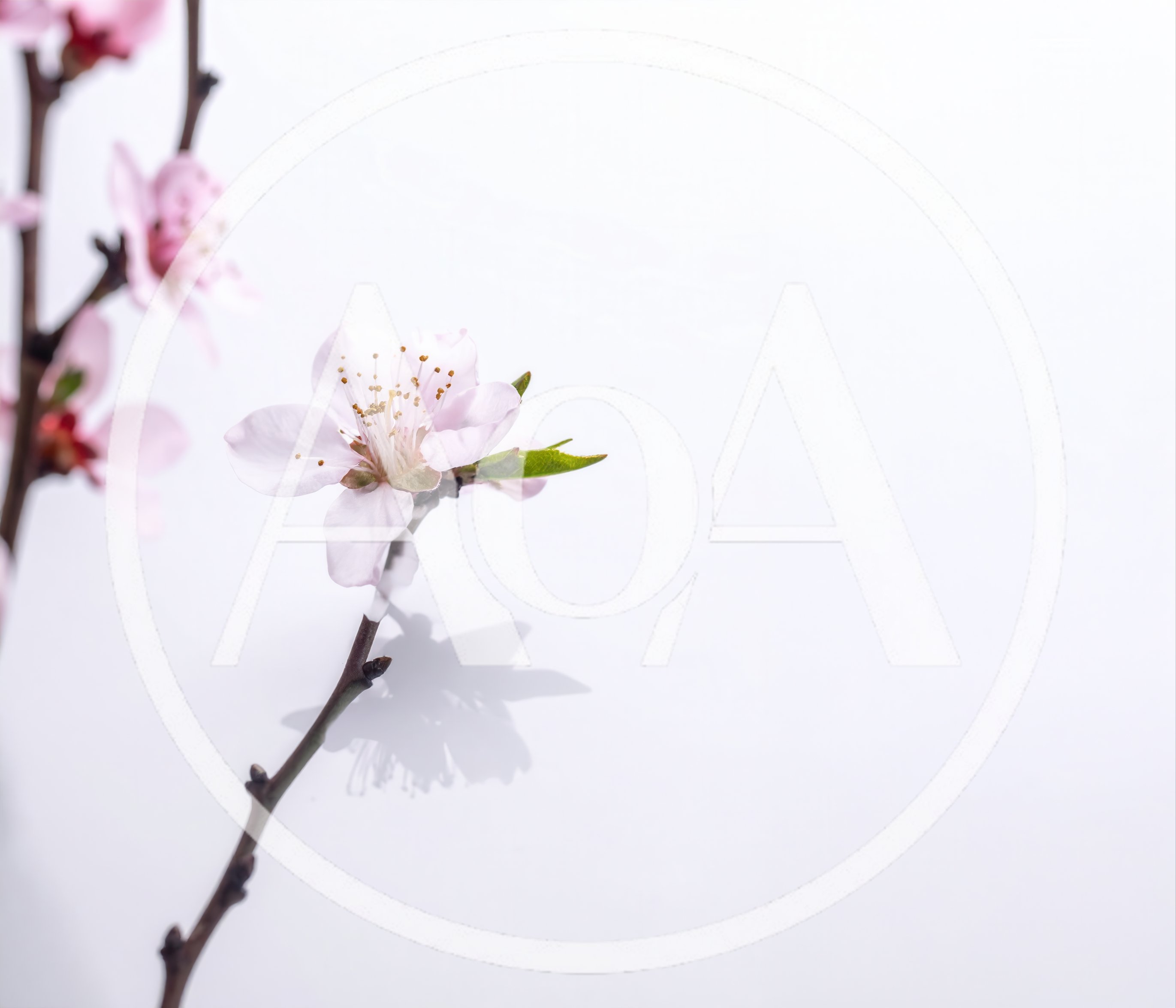 Delicate Pink Peach Blossom Branch on White Background