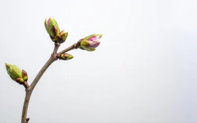 Spring Tree Branch With Emerging Flower Buds