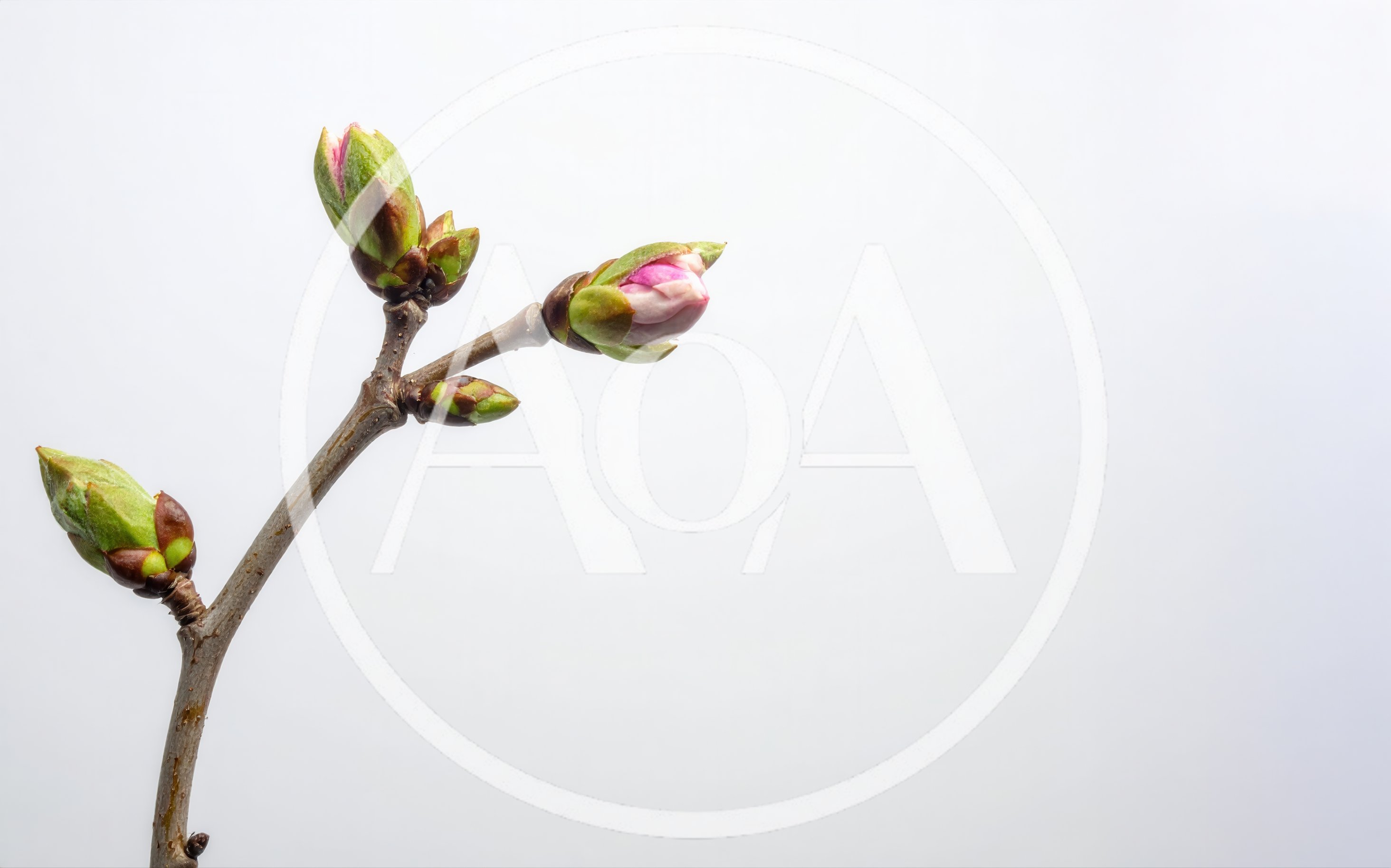 Spring Tree Branch With Emerging Flower Buds