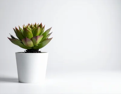 Potted Succulent Plant on White Background