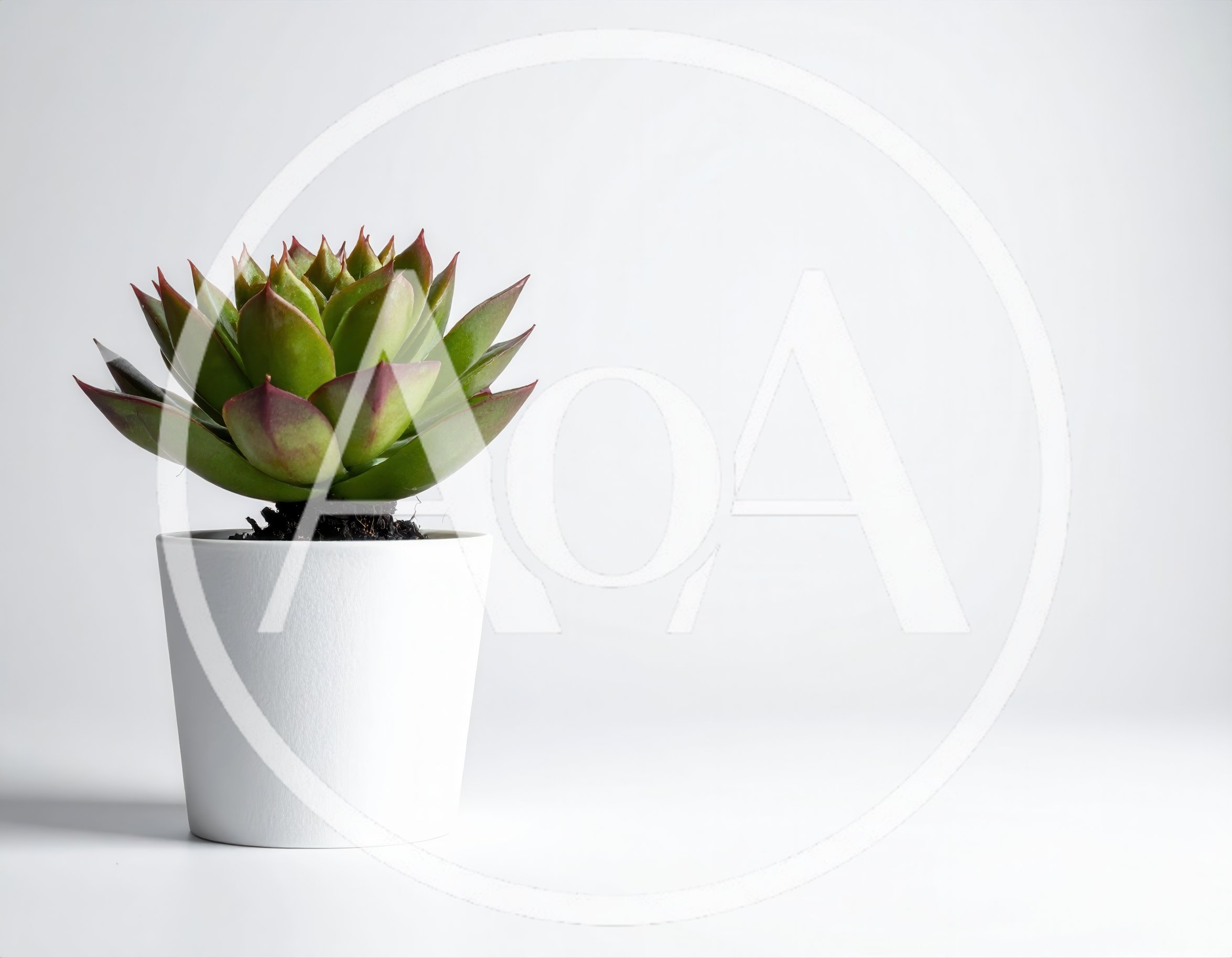 Potted Succulent Plant on White Background