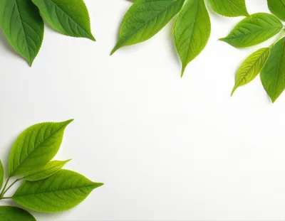 Fresh Green Leaves Arranged on White Background