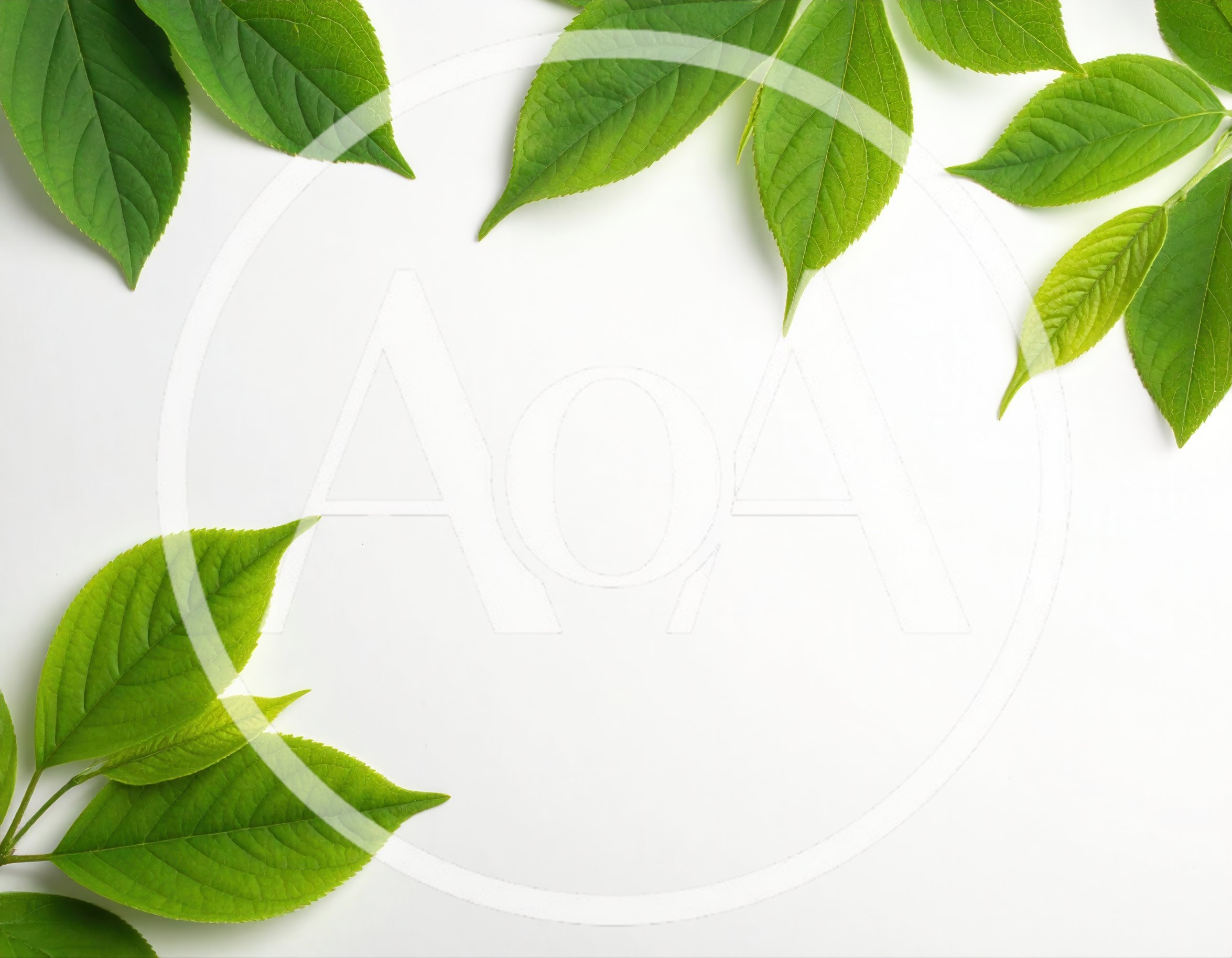 Fresh Green Leaves Arranged on White Background